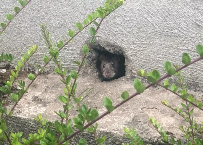 Rats en façade d'immeuble à Morges