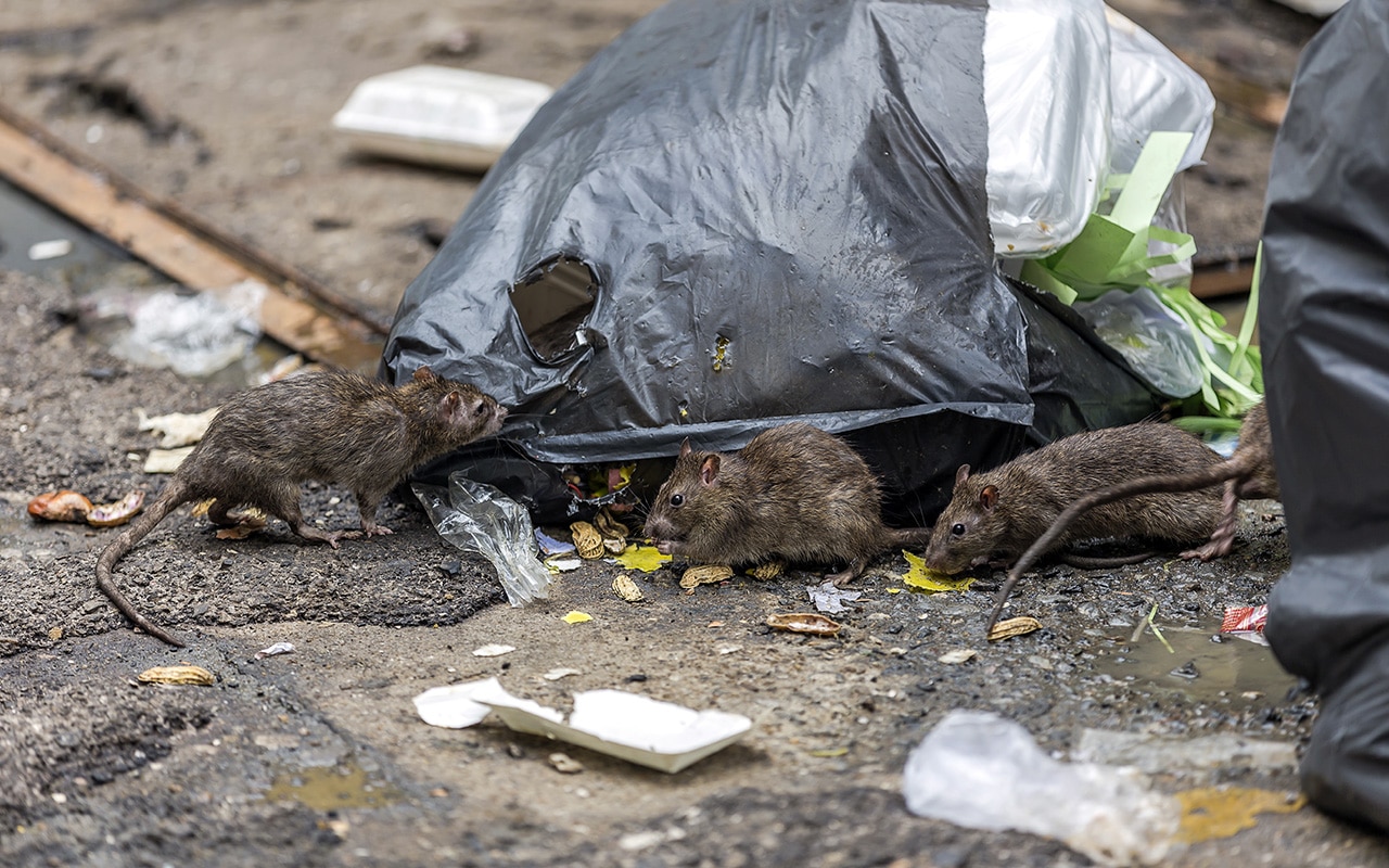 Rats bruns près de sacs poubelles, dératisation à Lausanne