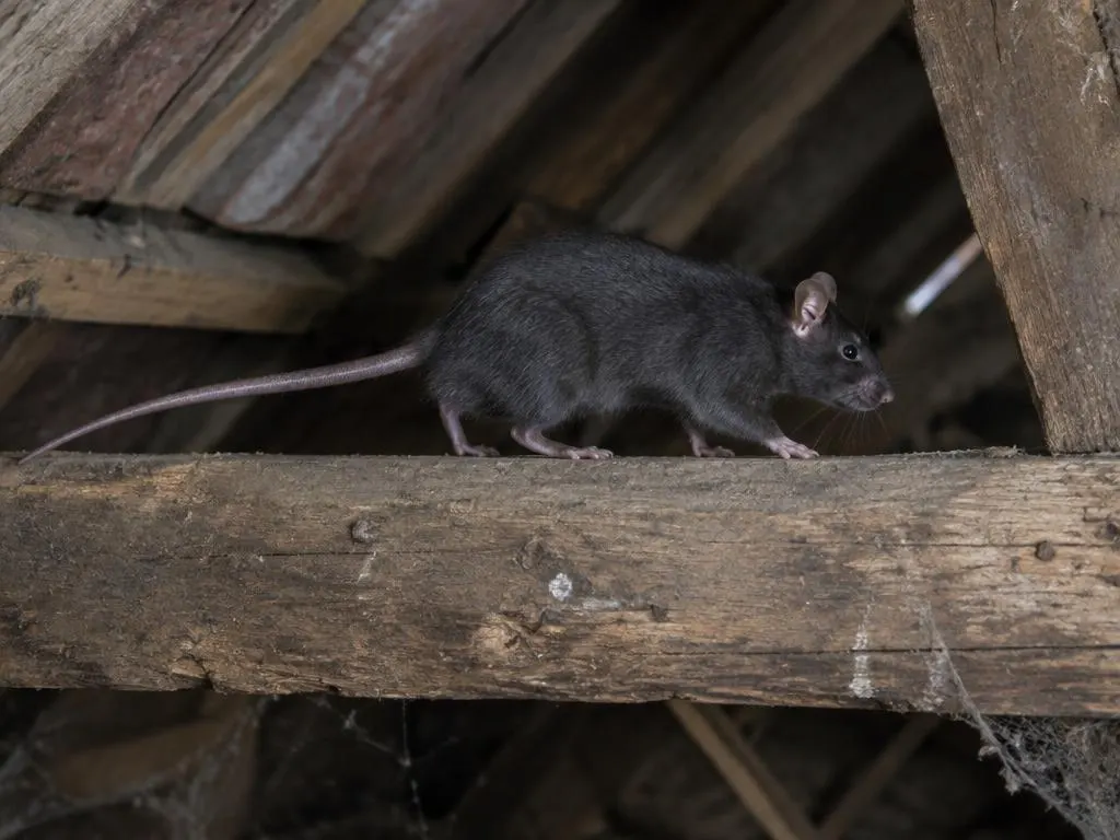 Rat noir dans les combles, dératisation à Vevey
